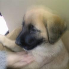 Kangal Macho