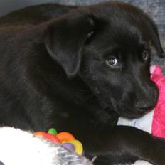 Blanding af racer Tim C.