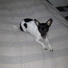 Dansk svensk gaardhund Sille