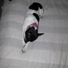 Dansk svensk gaardhund Sille