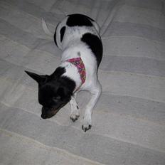 Dansk svensk gaardhund Sille