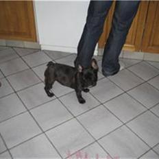 Fransk bulldog Lilo *RIP*