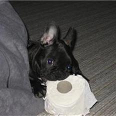 Fransk bulldog Lilo *RIP*