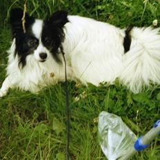 Papillon Mozart *Himmelhunden* <3