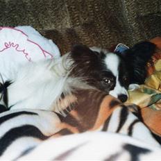 Papillon Mozart *Himmelhunden* <3