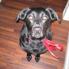 Labrador retriever Dixi