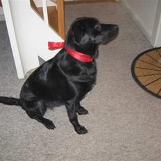 Labrador retriever Dixi