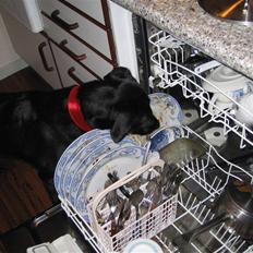 Labrador retriever Dixi