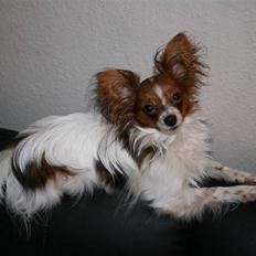 Papillon Felix 2007