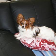 Papillon Felix 2007