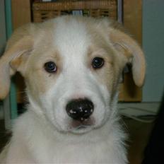 Blanding af racer Balto ......