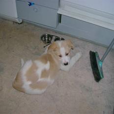 Blanding af racer Balto ......