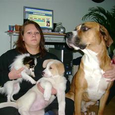 Blanding af racer Balto ......