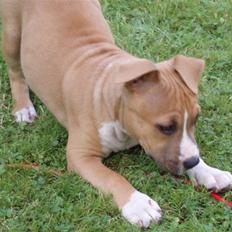 Amerikansk staffordshire terrier jessie