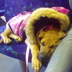 Blanding af racer Luna..