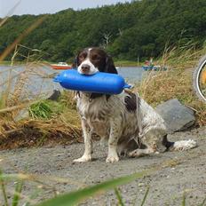 Field Trial spaniel klintegårdens Joy