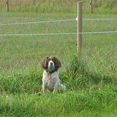 Field Trial spaniel klintegårdens Joy