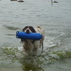 Field Trial spaniel klintegårdens Joy