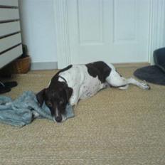 Gammel dansk hønsehund Nutte