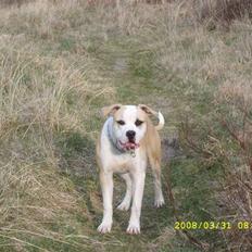 Amerikansk bulldog Bono R.I.P 2007- 2010