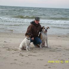 Amerikansk bulldog Bono R.I.P 2007- 2010