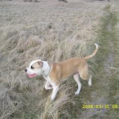 Amerikansk bulldog Bono R.I.P 2007- 2010