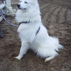 Blanding af racer Oscar