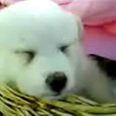 Blanding af racer Oscar