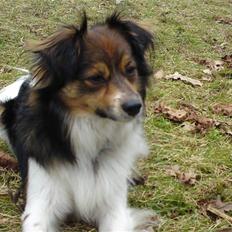 Papillon Blanding ¤¤Mons<3¤¤