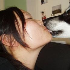 Siberian husky Vuffi (død)