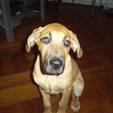 Blanding af racer Luna..