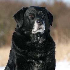 Blanding af racer Blackie *R*I*P*