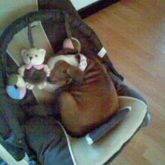 Amerikansk staffordshire terrier Princess Diva## R.I.P##