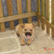 Cairn terrier Rocky