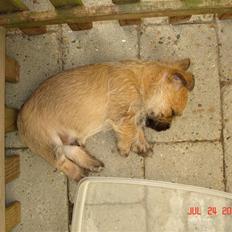 Cairn terrier Rocky