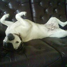 Blanding af racer Frida