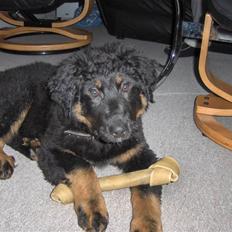 Blanding af racer bella