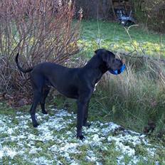 Blanding af racer Holger *Himmelhund*