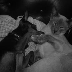 Prazsky krysarik Oskar Himmelhund <3