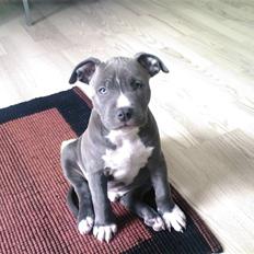 Amerikansk staffordshire terrier Armani DK´sFlotteste(Blå)