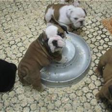 Engelsk bulldog Trille