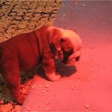 Engelsk bulldog Trille