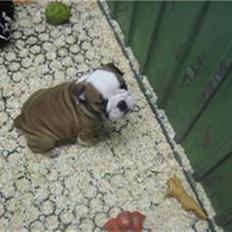 Engelsk bulldog Trille