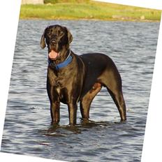 Grand danois WINTHER'S AREX