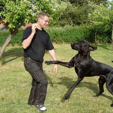 Grand danois WINTHER'S AREX