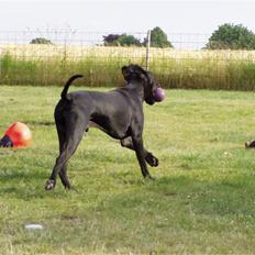 Grand danois WINTHER'S AREX