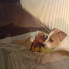 Dansk svensk gaardhund Putte *R.I.P* 2005