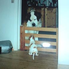Dansk svensk gaardhund Putte *R.I.P* 2005
