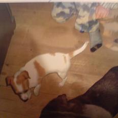 Dansk svensk gaardhund Putte *R.I.P* 2005