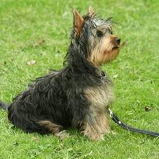 Australian silky terrier Miss.Bianca
